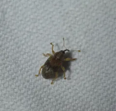 Chevron Ash Weevil thumbnail 3