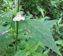 sharpwing monkeyflower thumbnail 3