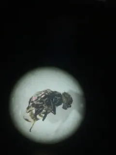 Amphicnephes fasciola thumbnail 2