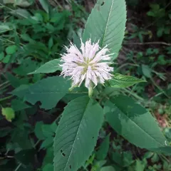 white bergamot thumbnail 3