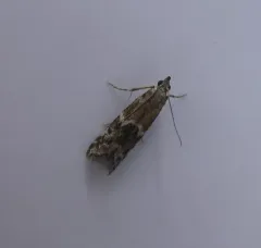 Brower's Vitula Moth thumbnail 2