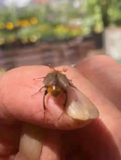 Lichnanthe rathvoni thumbnail 3