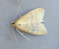 Orange-toned Mecyna Moth thumbnail 1