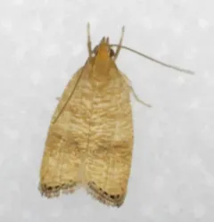 Black-fringed Leaftier Moth thumbnail 2