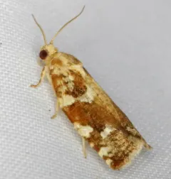 Oak Leafroller Moth thumbnail 4