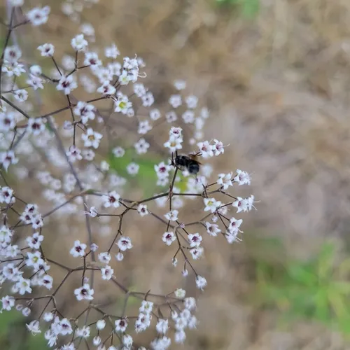 baby's-breath
