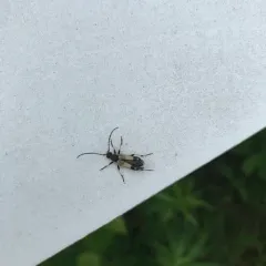 Xestoleptura tibialis thumbnail 2