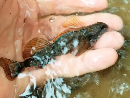 Variegate Darter