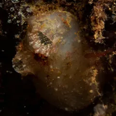 European ascidian thumbnail 3