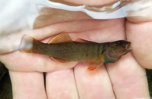 Bluebreast Darter