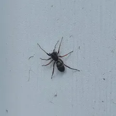 Two-banded Ant-mimic Sac Spider thumbnail 4
