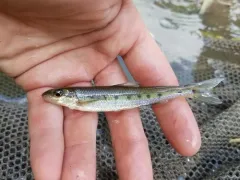 Streamline Chub thumbnail 4