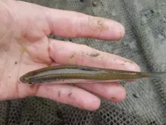 Silver Shiner thumbnail 2