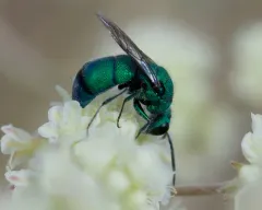 Chrysurissa densa thumbnail 3