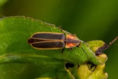 Marsh imp thumbnail 1