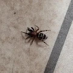 Variegated Ground Spider thumbnail 2