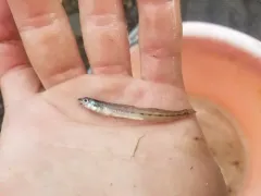 Eastern Sand Darter thumbnail 3