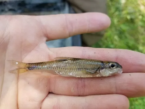 Bigeye Chub