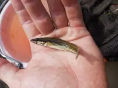 Longhead Darter thumbnail 2