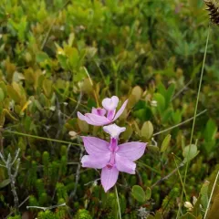 Tuberous Grasspink thumbnail 4