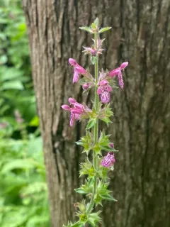 hedge woundwort thumbnail 3