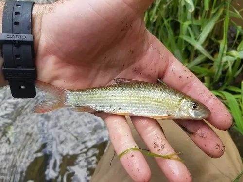 Smallmouth Redhorse