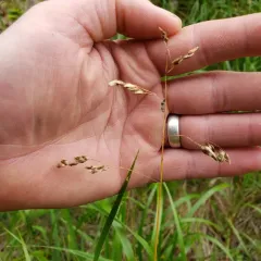 bison grass thumbnail 3
