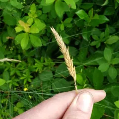sweet vernal grass thumbnail 3