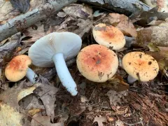 Russula subsulphurea thumbnail 4