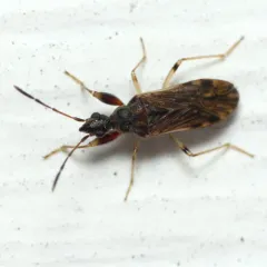 Eastern Heraeus Seed Bug thumbnail 1