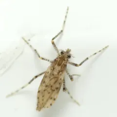 Chaoborus punctipennis thumbnail 3