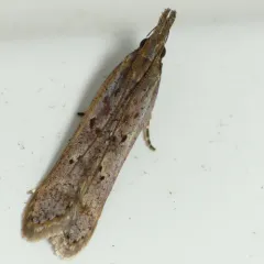 Palmerworm Moth thumbnail 2