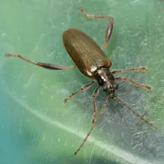 Girdle-horned Pond Lily Leaf Beetle thumbnail 2