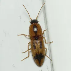 Sweet Click Beetle thumbnail 4