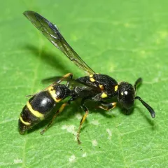 Tufted Potter Wasp thumbnail 4