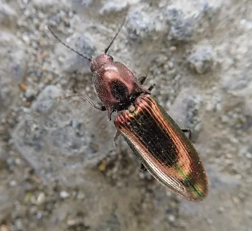 Resplendent Click Beetle