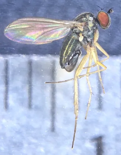 Gymnopternus frequens
