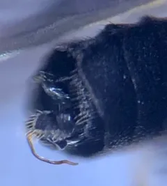 Colobostema varicorne thumbnail 3