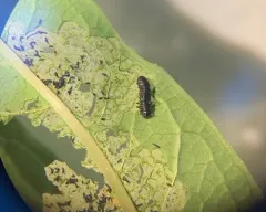 Altica tombacina thumbnail 3