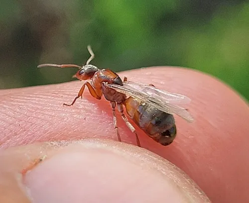 Bright Mound Ant