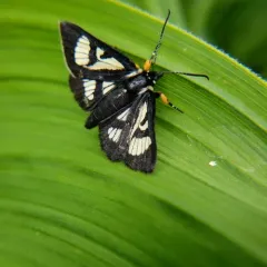 MacCulloch's Forester Moth thumbnail 4