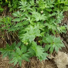 Fendler's Waterleaf thumbnail 2