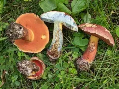Perfumed Bolete thumbnail 2