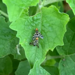Rhagoletis striatella thumbnail 2