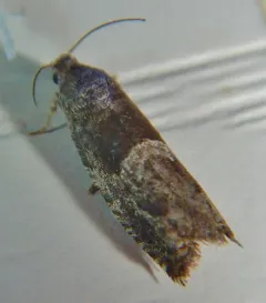 Canadian Sonia Moth thumbnail 3