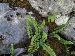 adulterated spleenwort thumbnail 4