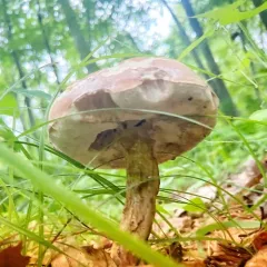 reddish brown bitter bolete thumbnail 1