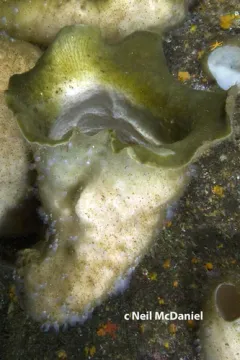 Round-Lipped Boot Sponge thumbnail 4