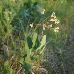 clasping milkweed thumbnail 3