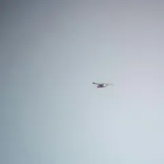 Rough-legged Hawk thumbnail 1